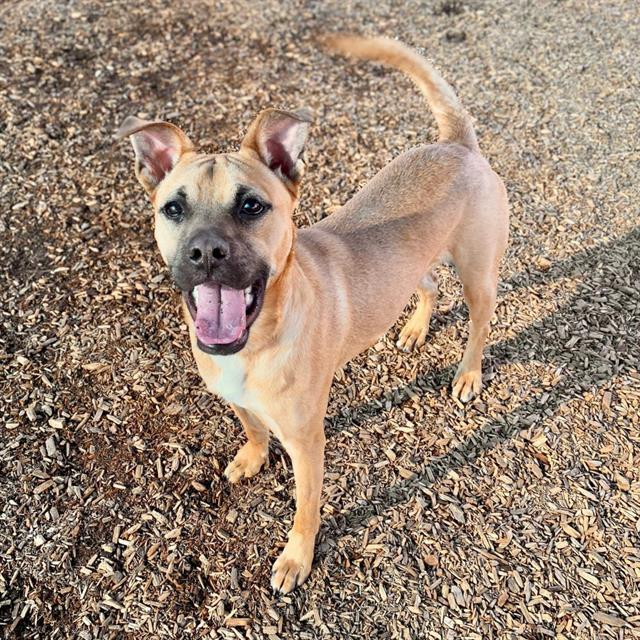 PABLO, Adoptable, Adult Male Boxer & Mixed Breed.