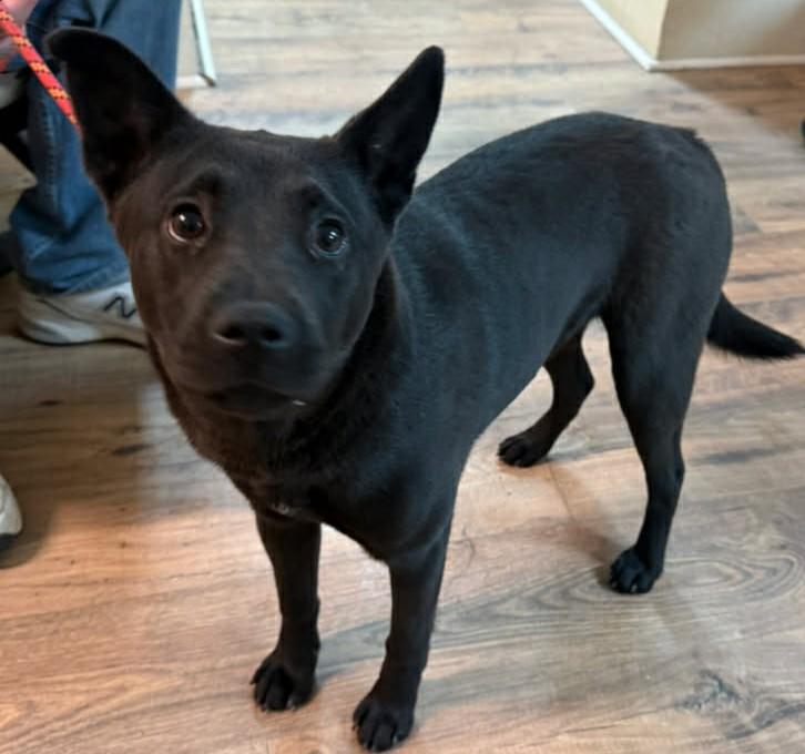 Enlarge Stormy, a ADOPTABLE mixed breed in Baxter, KY image 1/1