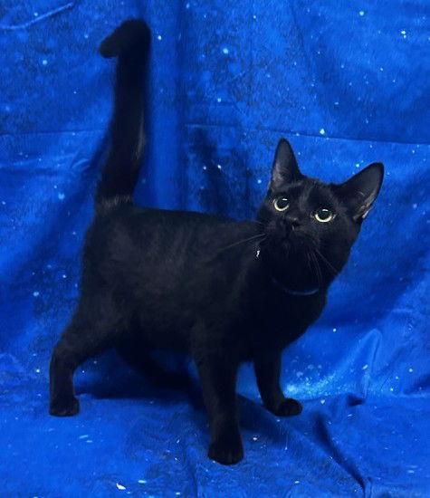 Enlarge 250936  Nate, a Adoptable Domestic Short Hair in Wetumpka, AL image 1/3