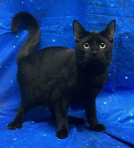 Enlarge 250936  Nate, a Adoptable Domestic Short Hair in Wetumpka, AL image 2/3