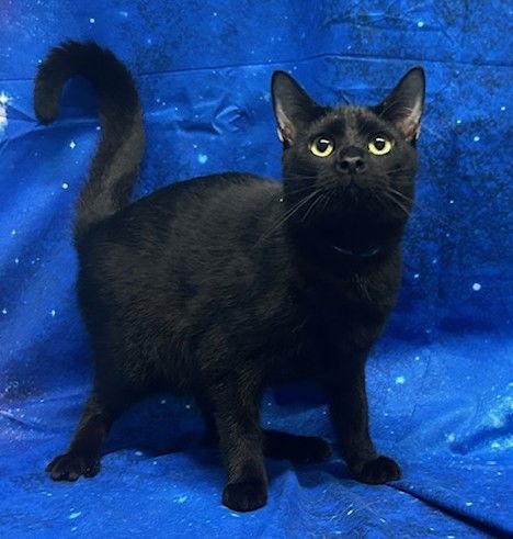 Enlarge 250936  Nate, a Adoptable Domestic Short Hair in Wetumpka, AL image 3/3