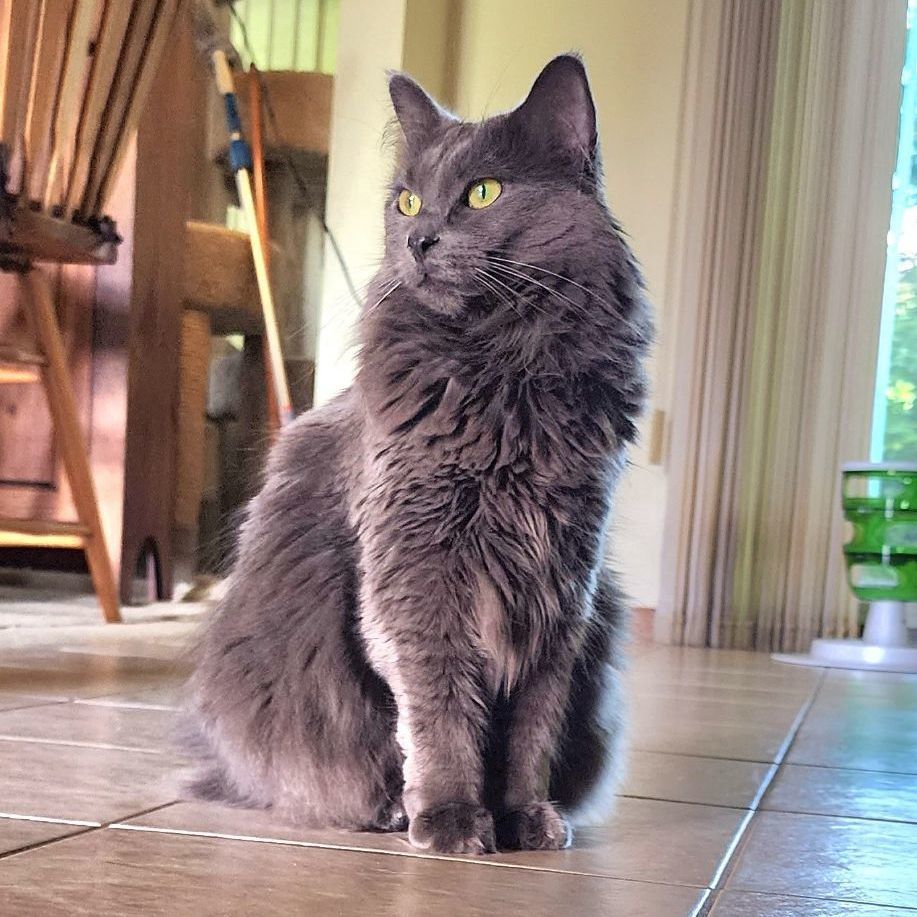 Enlarge Spruce MT 0718 (bonded w/ Hickory), a Adoptable Domestic Medium Hair in Troy, MI image 2/6