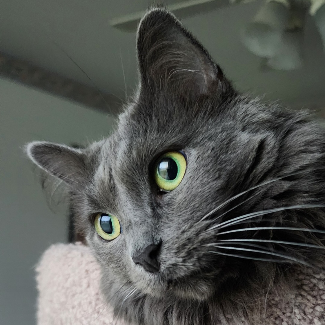 Spruce MT 0718 (bonded w/ Hickory), Adoptable, Adult Female Domestic Medium Hair.