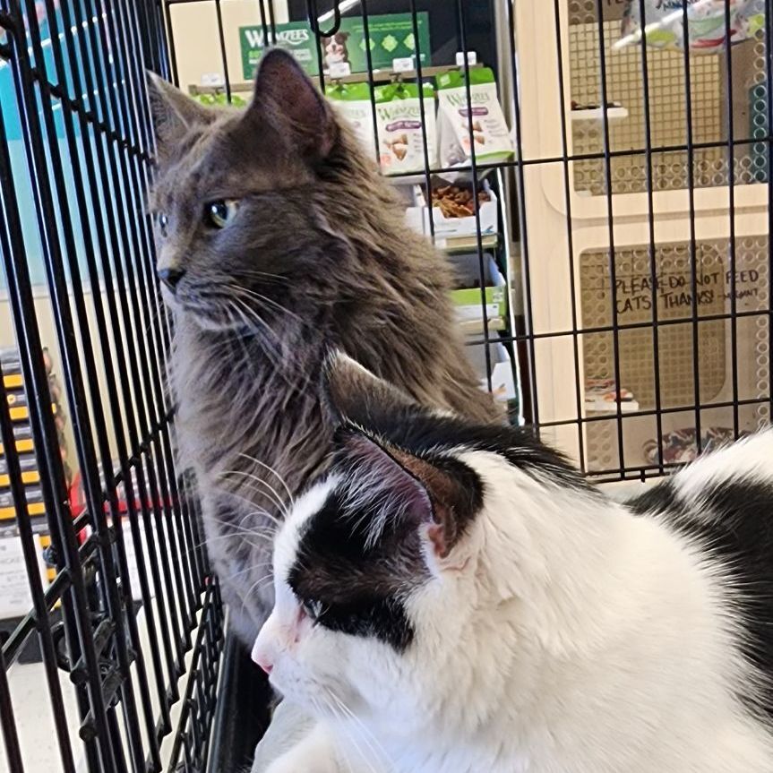 Enlarge Spruce MT 0718 (bonded w/ Hickory), a Adoptable Domestic Medium Hair in Troy, MI image 4/6