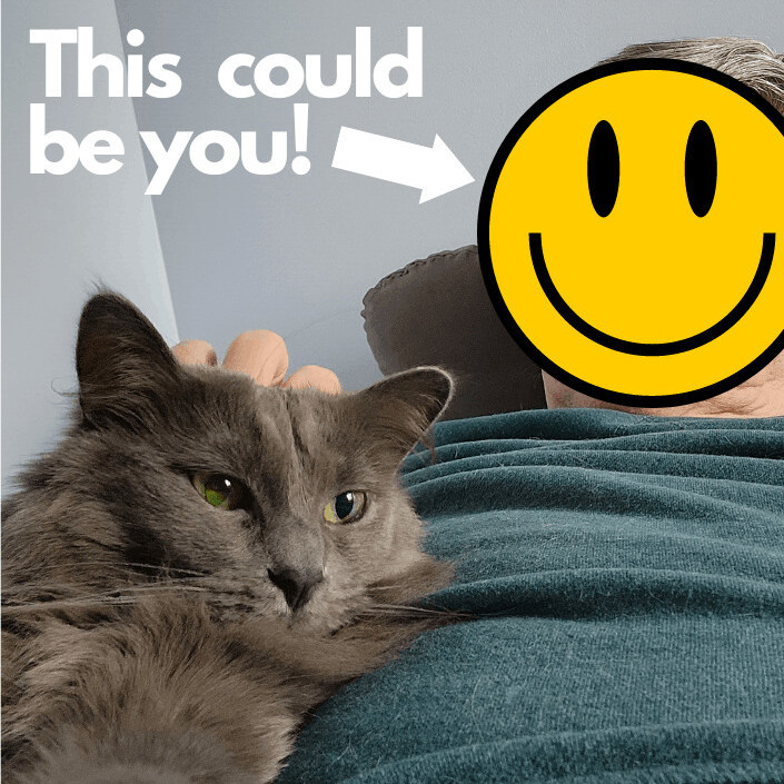 Enlarge Spruce MT 0718 (bonded w/ Hickory), a Adoptable Domestic Medium Hair in Troy, MI image 5/6