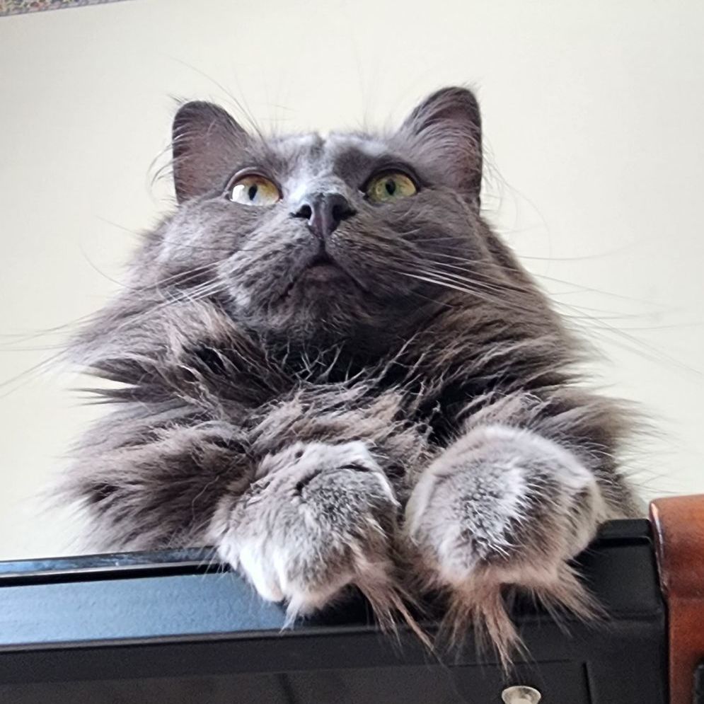 Enlarge Spruce MT 0718 (bonded w/ Hickory), a Adoptable Domestic Medium Hair in Troy, MI image 3/6