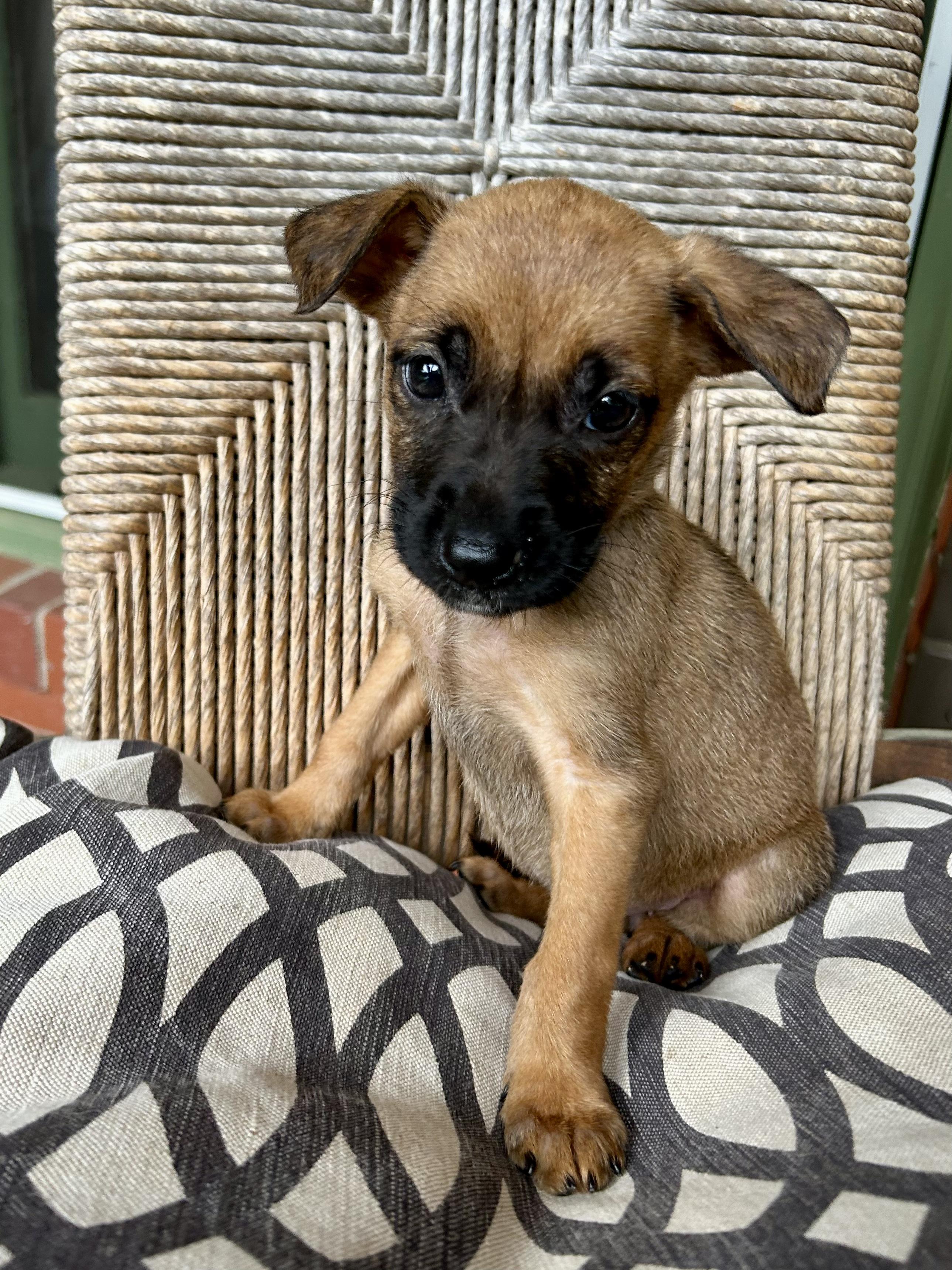 Presslee thumbnail 4