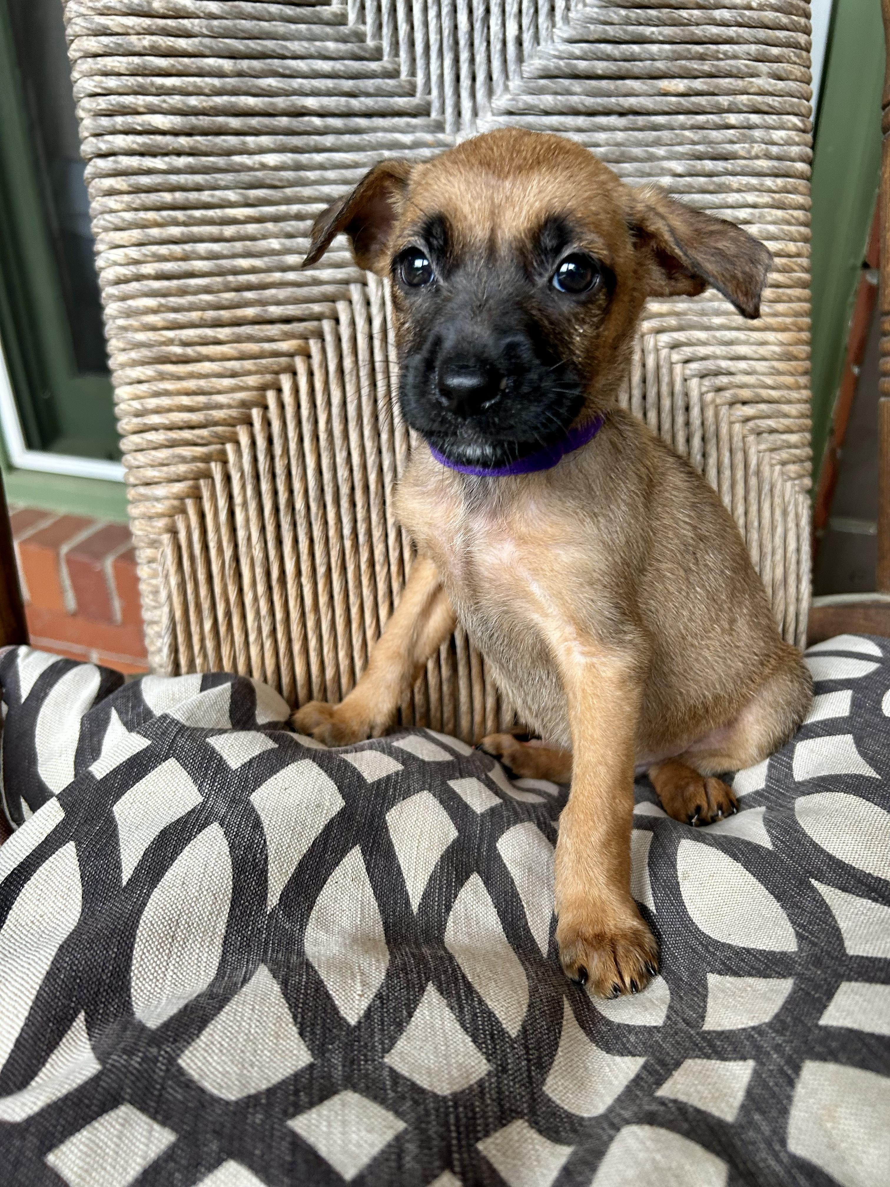 Presslee thumbnail 2