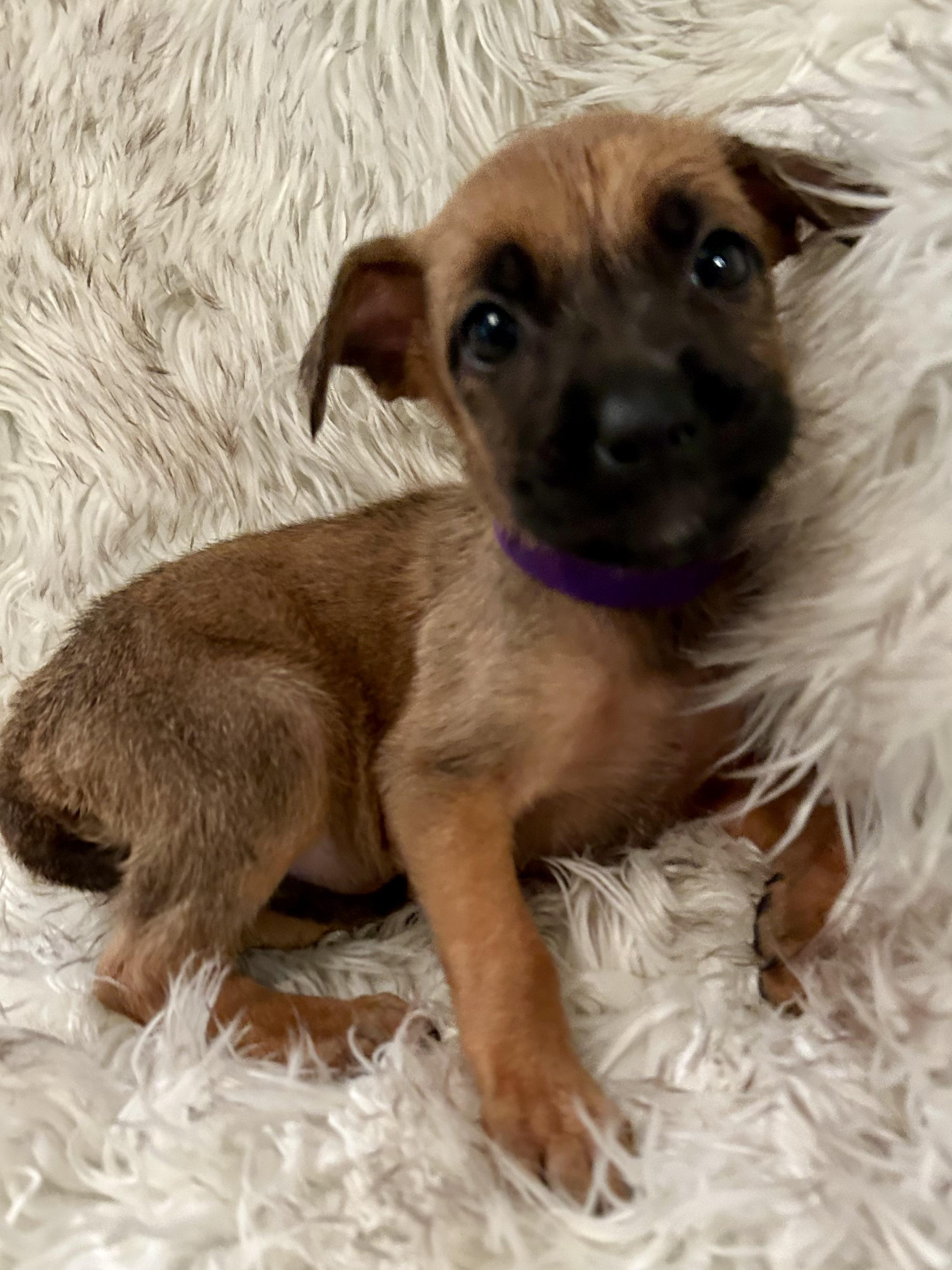 Presslee thumbnail 5