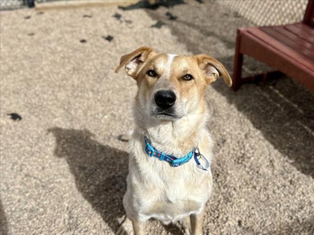 Enlarge TEO, a Adoptable mixed breed in Loveland, CO image 1/1