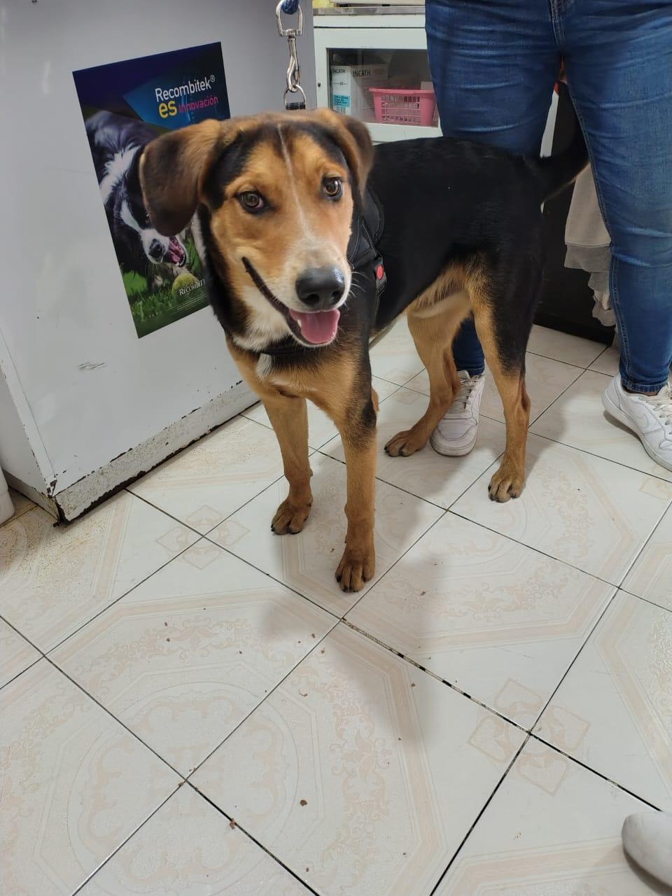 Enlarge Toffee, a Adoptable mixed breed in Hilton, NY image 3/4