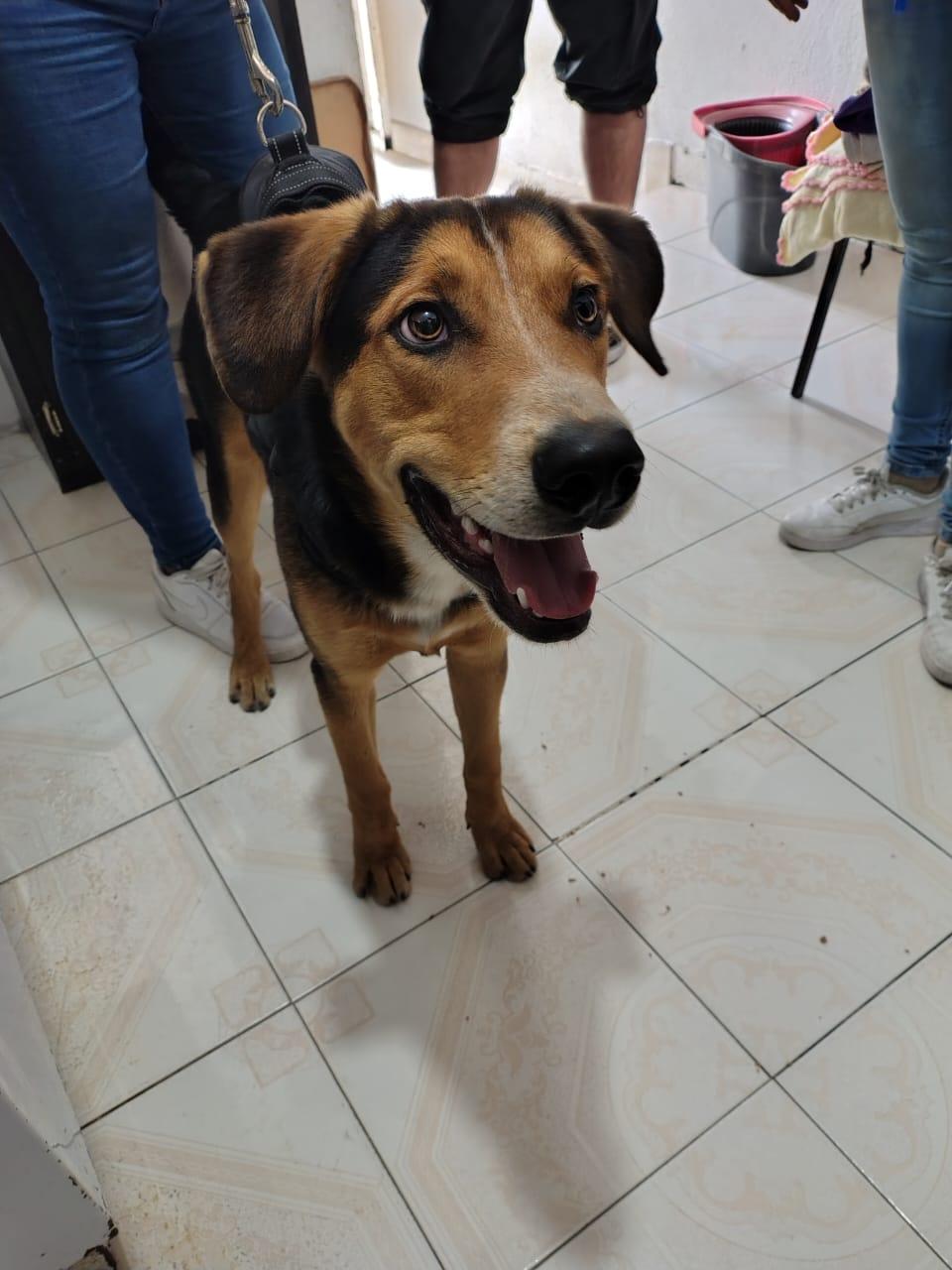 Enlarge Toffee, a Adoptable mixed breed in Hilton, NY image 1/4