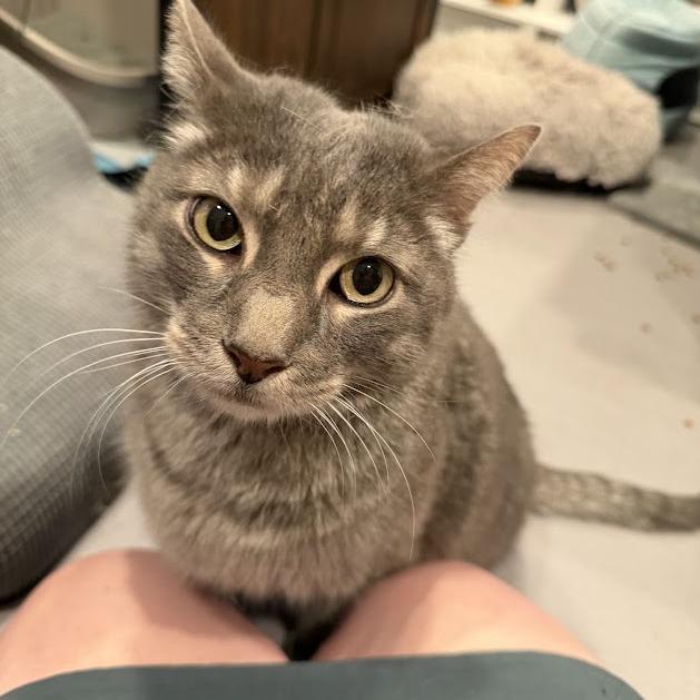 Enlarge Baby (Mr) Grey, a Adoptable Domestic Short Hair in Alexandria, VA image 1/1