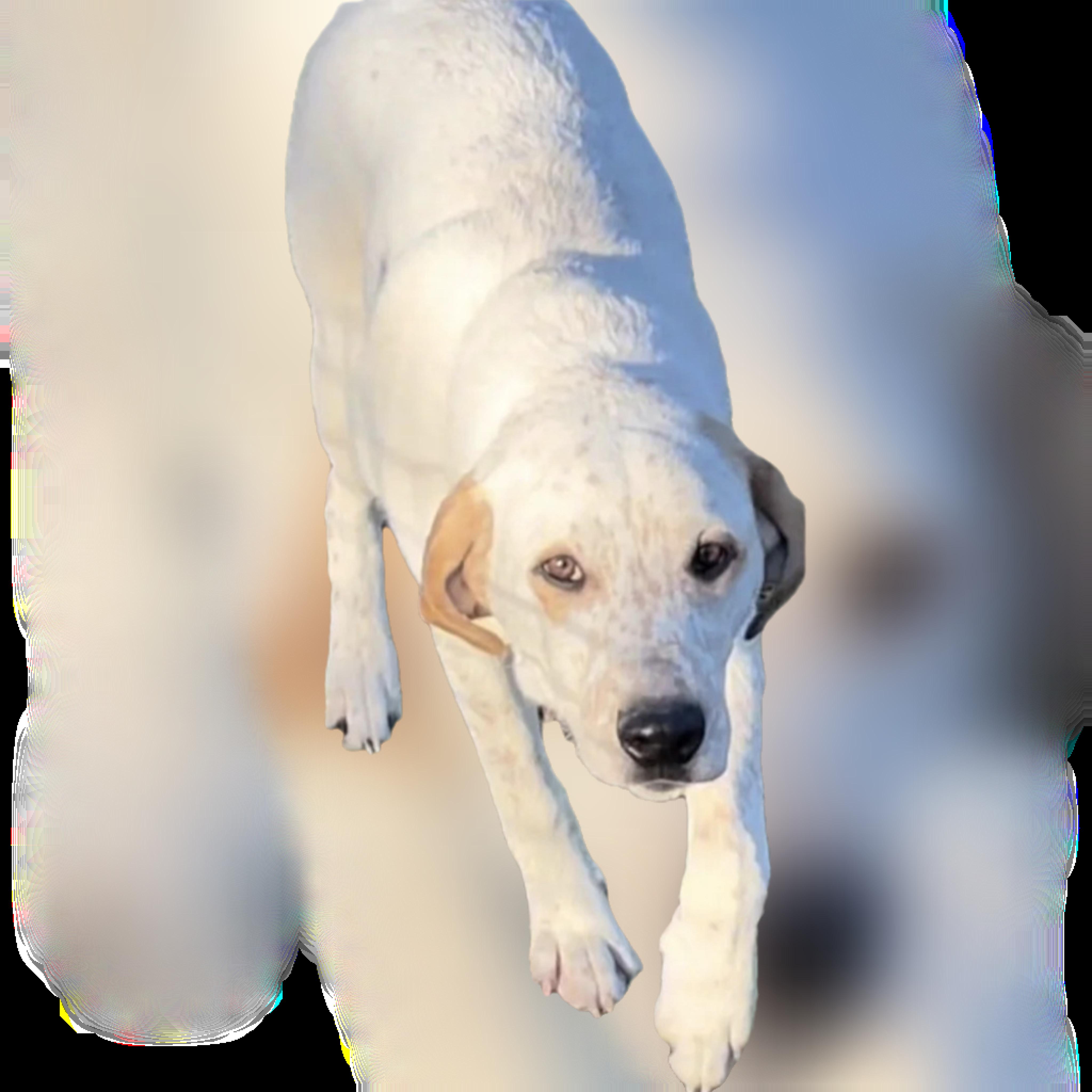 Ozzy, Adoptable, Adult Male Australian Cattle Dog / Blue Heeler.