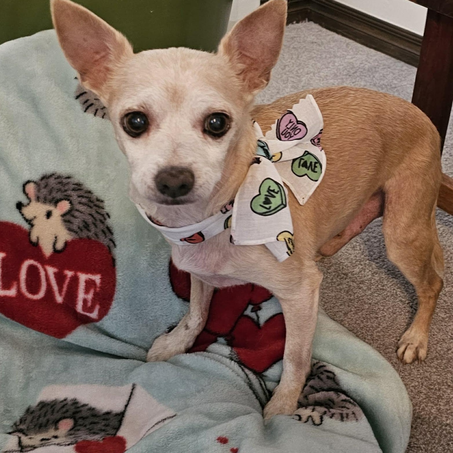 Corky, Adoptable, Senior Male Chihuahua.