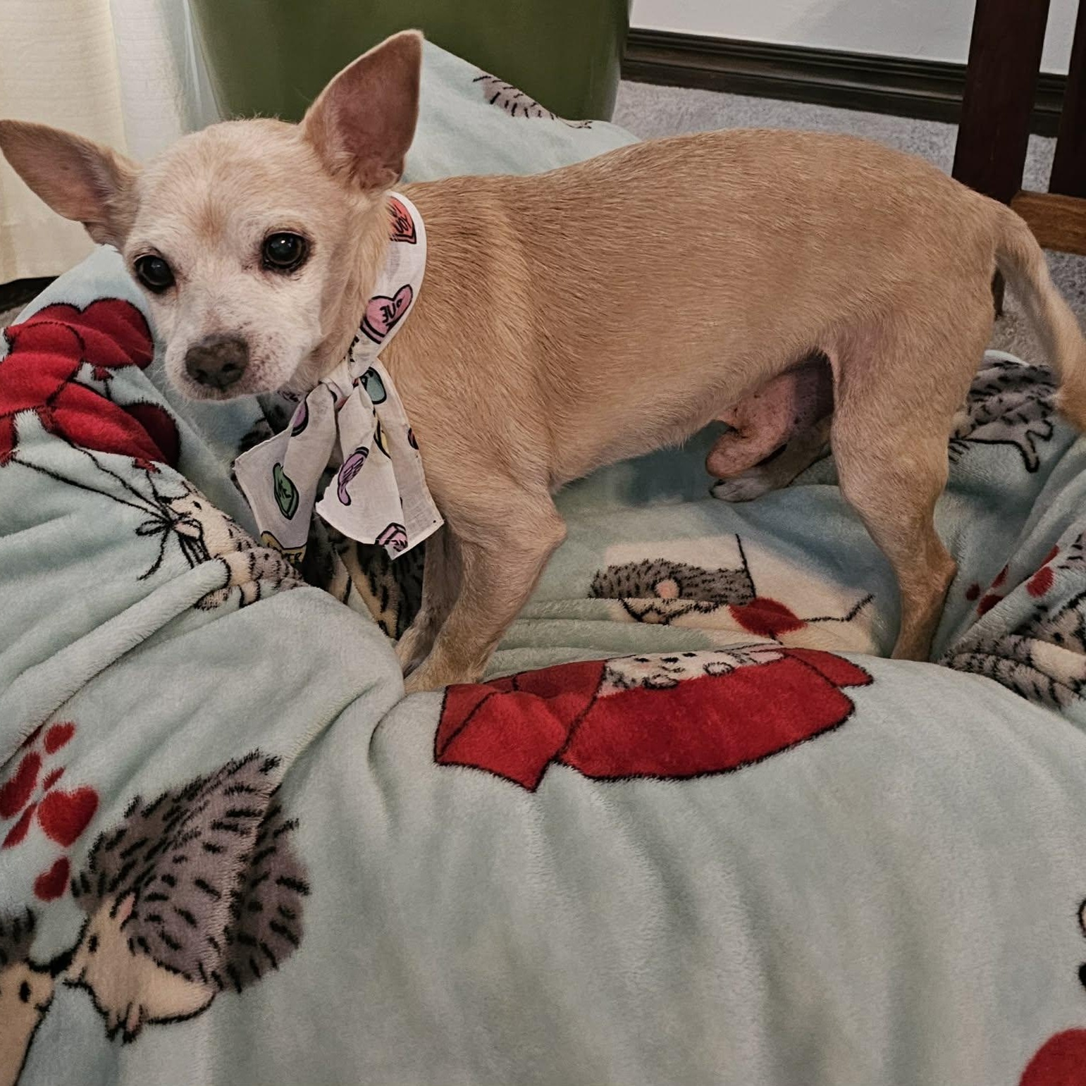 Enlarge Corky, a Adoptable mixed breed in Oklahoma City, OK image 2/6