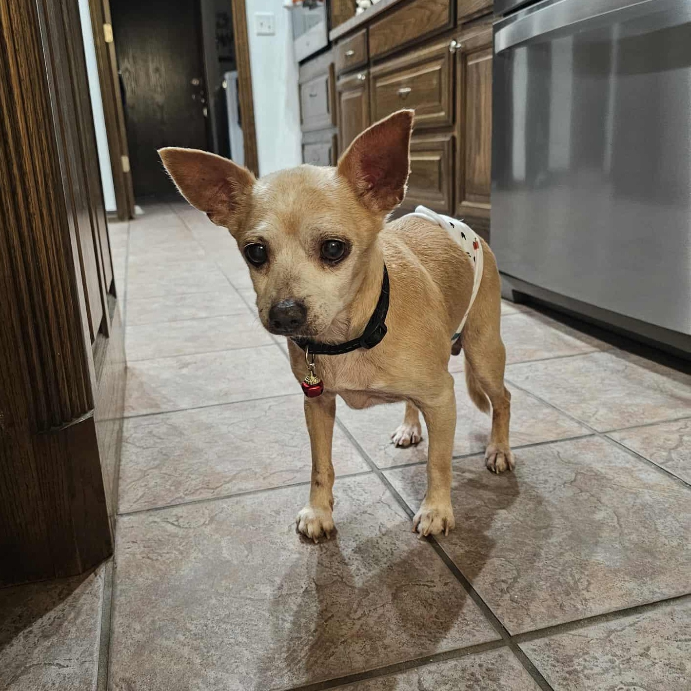 Corky, Adoptable, Senior Male Chihuahua.