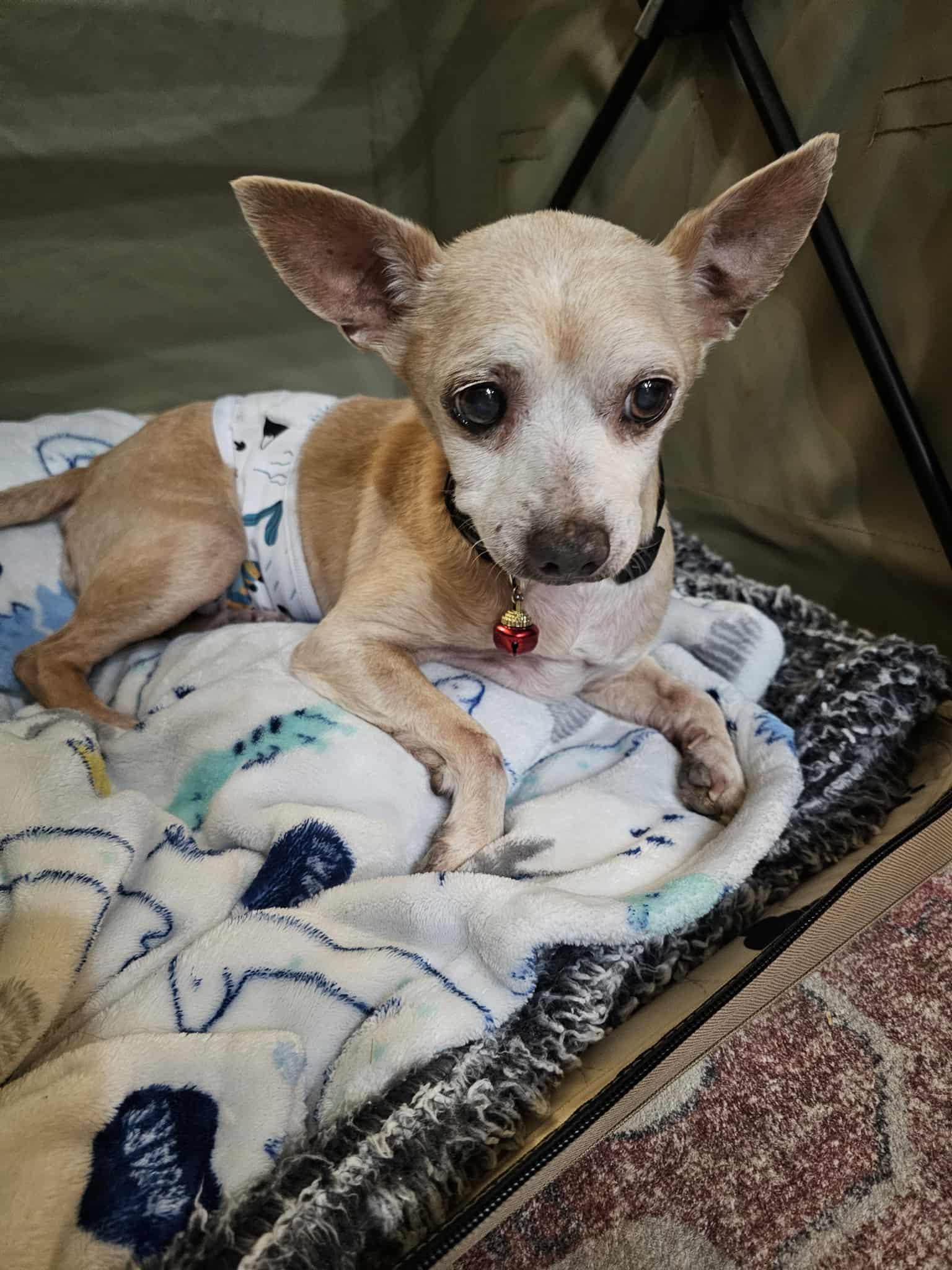 Corky, a Adoptable mixed breed in Oklahoma City, OK image 4/6