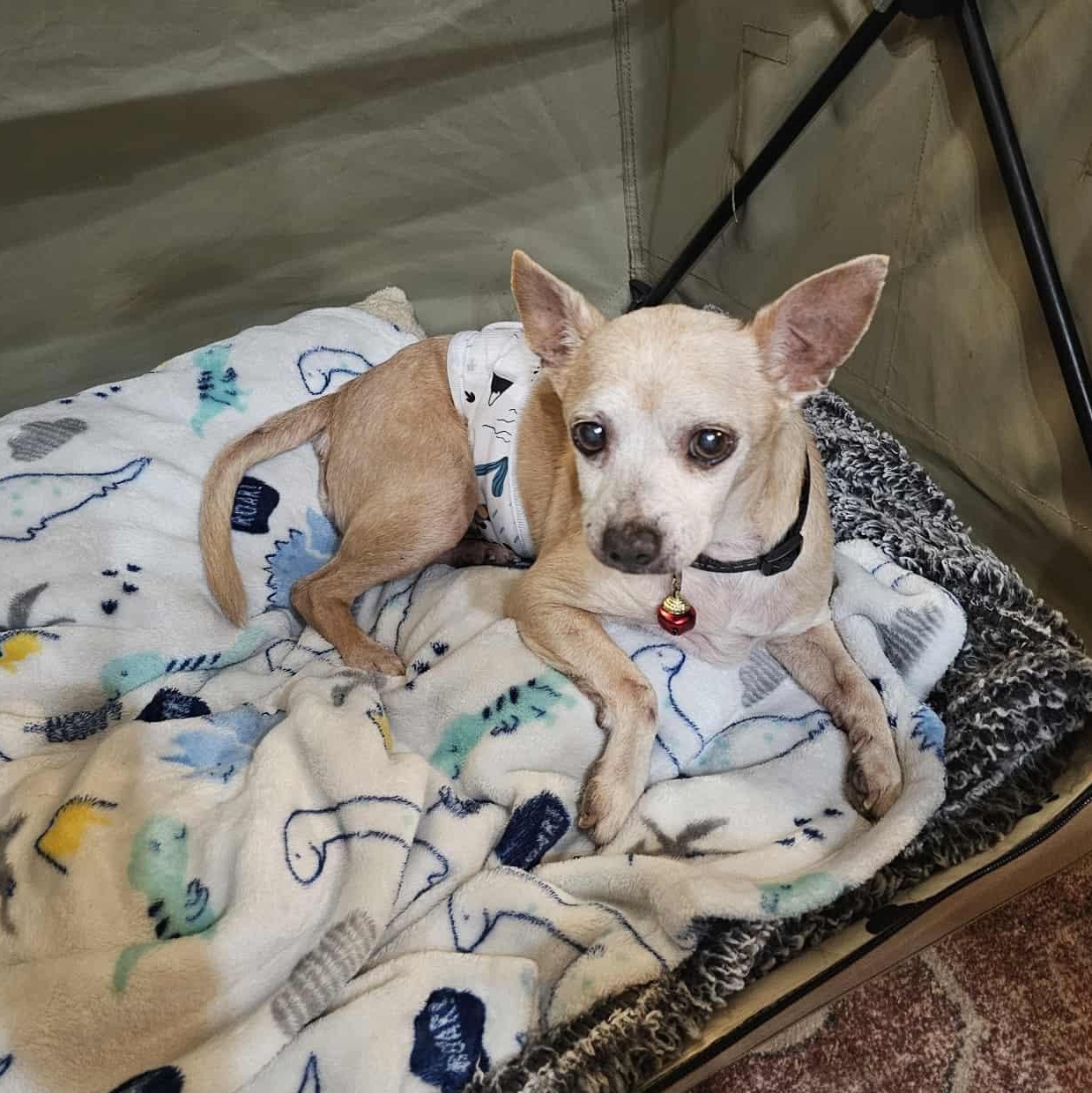 Corky, a Adoptable mixed breed in Oklahoma City, OK image 5/6