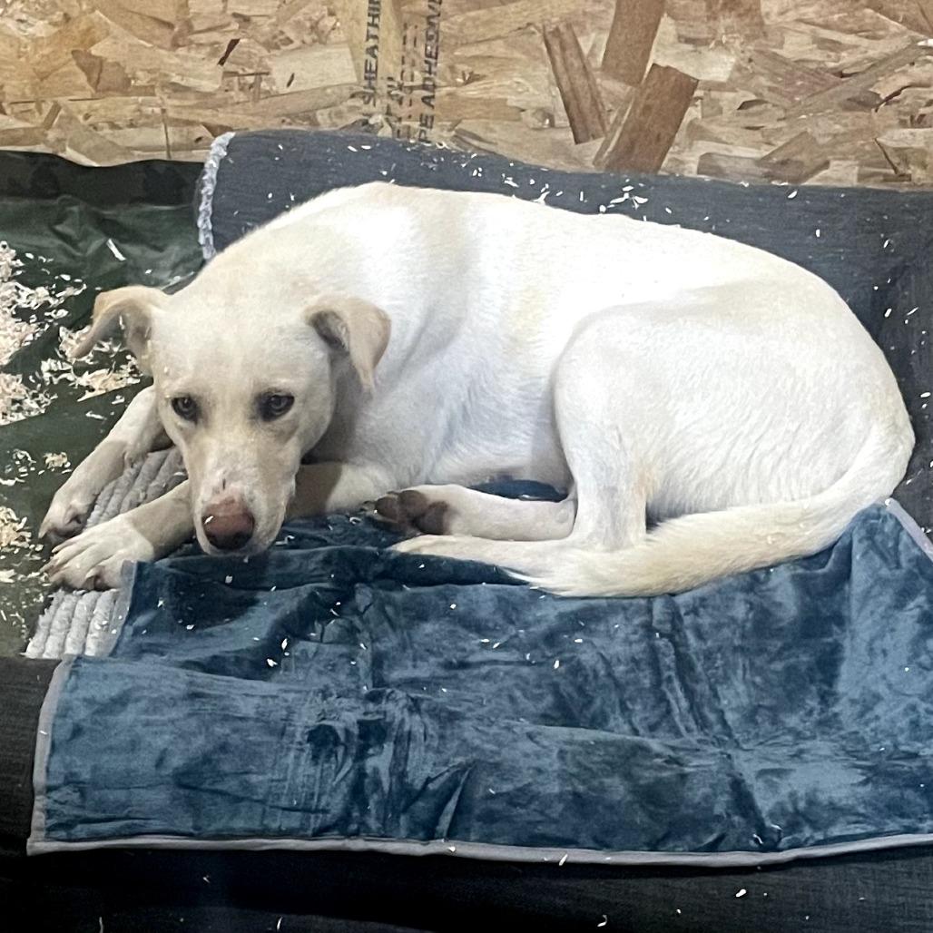 Gala, Adoptable, Adult Female Labrador Retriever & Mixed Breed.