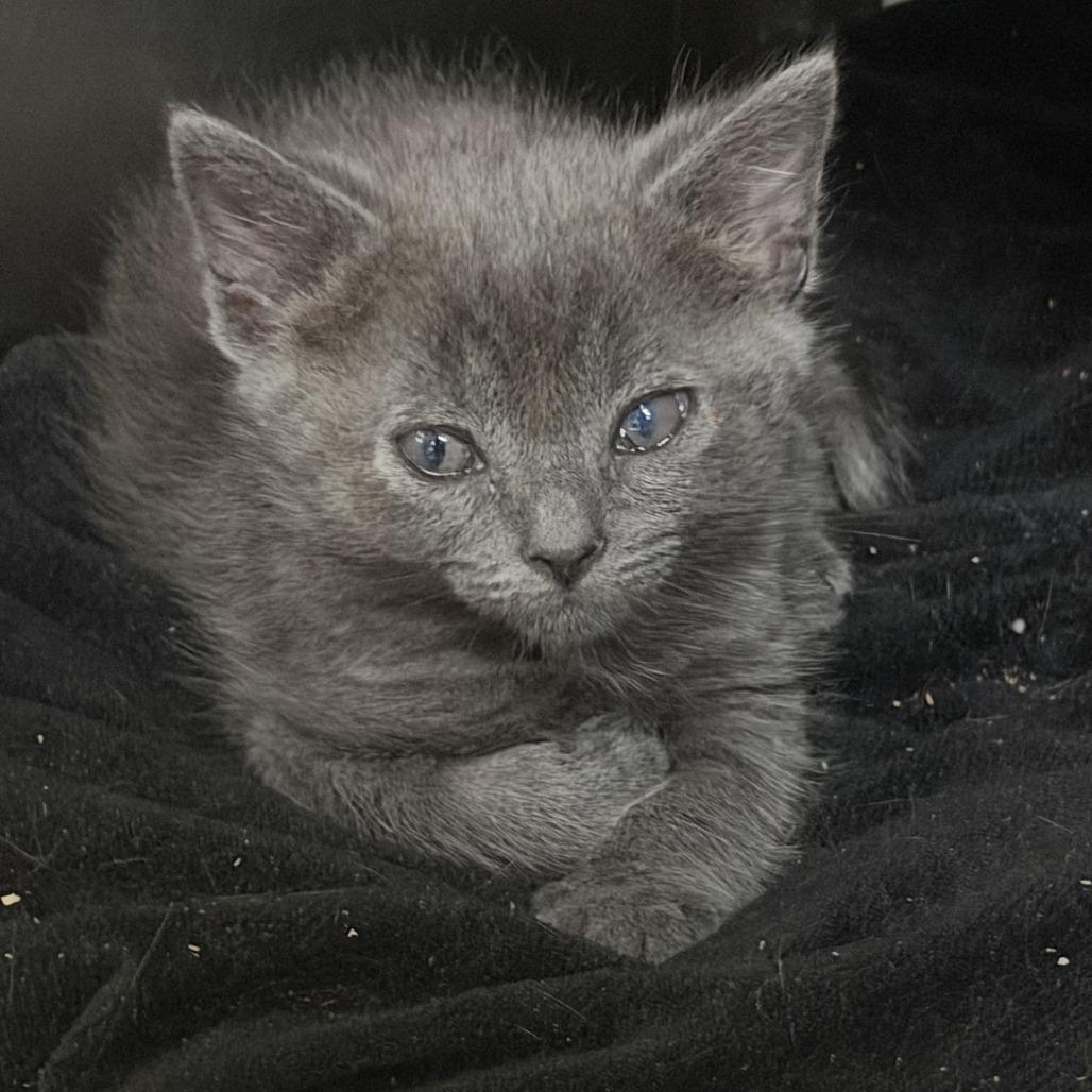 Lotus, Adoptable, Kitten Female Domestic Short Hair.