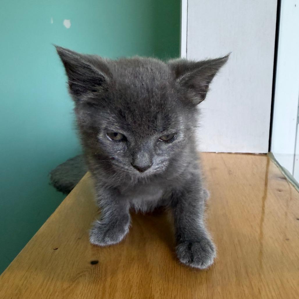 Lotus, a Adoptable Domestic Short Hair in Marion, VA image 2/5