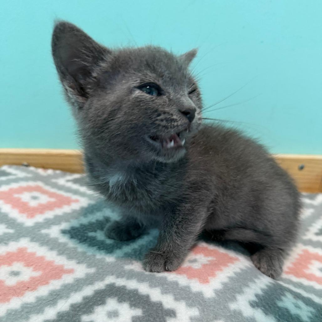 Lotus, a Adoptable Domestic Short Hair in Marion, VA image 3/5