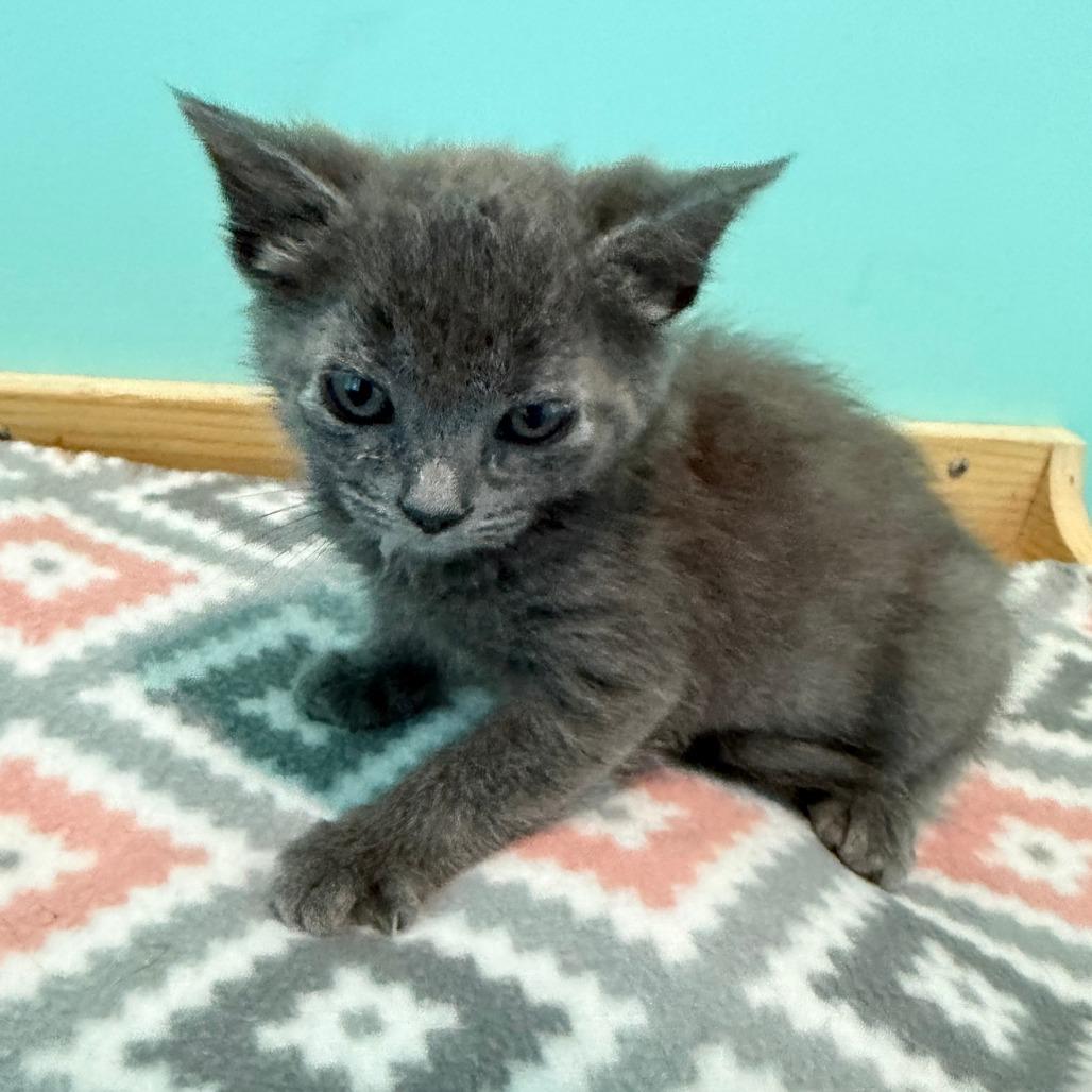 Lotus, a Adoptable Domestic Short Hair in Marion, VA image 5/5