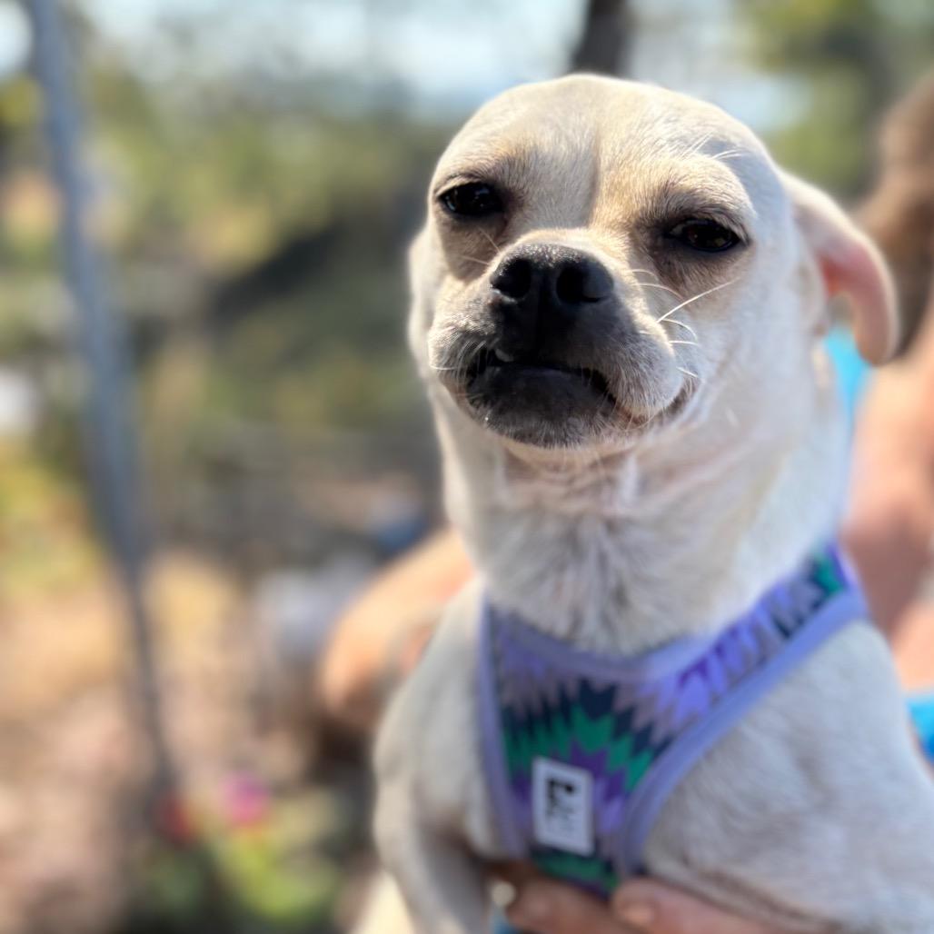 Ezekiel, Adoptable, Adult Male Chihuahua & French Bulldog.