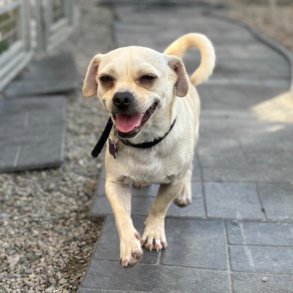 Enlarge Ezekiel, a Adoptable mixed breed image 2/4