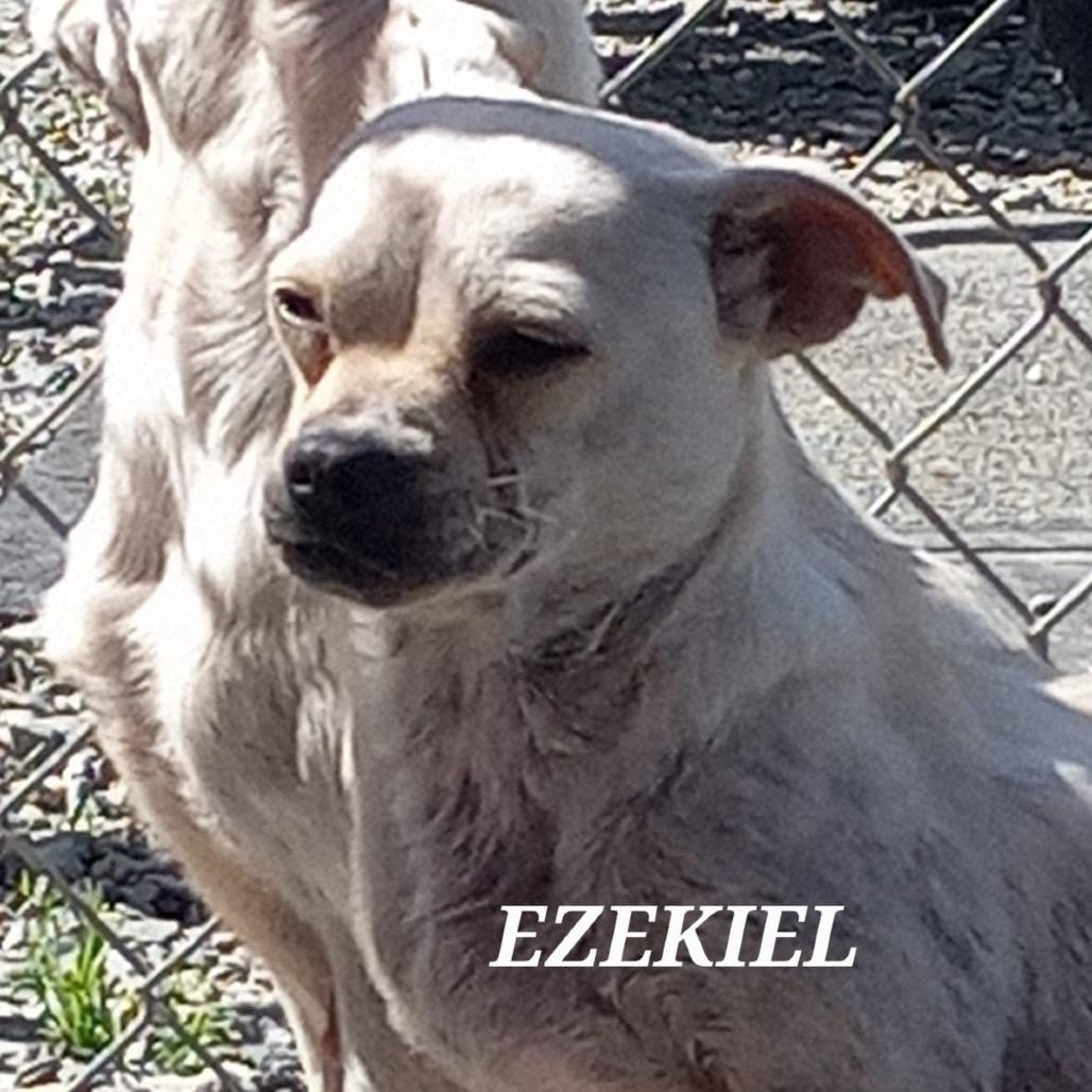 Enlarge Ezekiel, a Adoptable mixed breed image 3/4