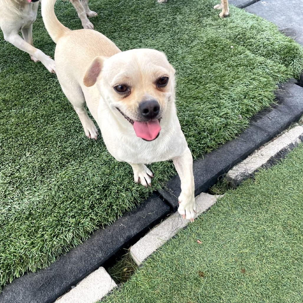 Enlarge Ezekiel, a Adoptable mixed breed in San Pablo, CA image 4/6