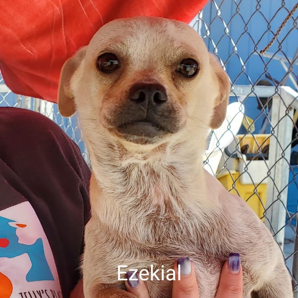 Enlarge Ezekiel, a Adoptable mixed breed image 4/4