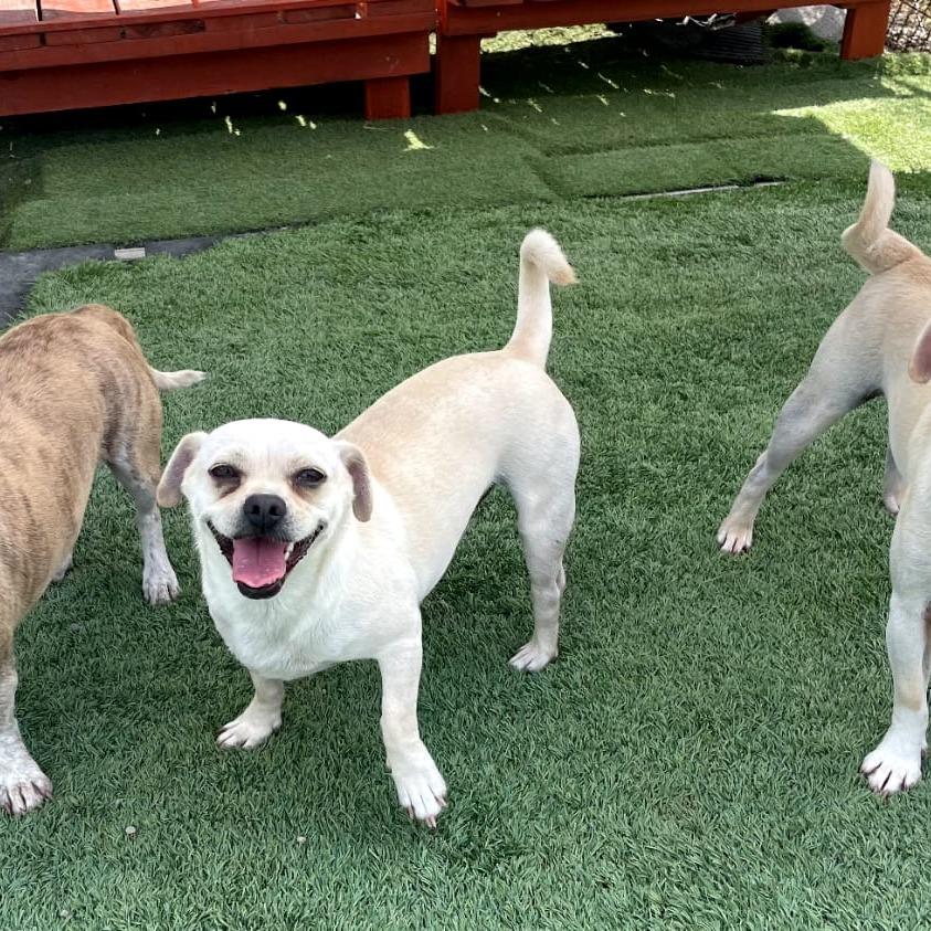 Enlarge Ezekiel, a Adoptable mixed breed in San Pablo, CA image 6/6