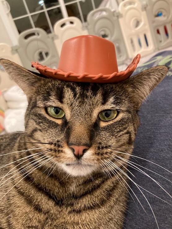 Kombu, Adoptable, Adult Male Domestic Short Hair.