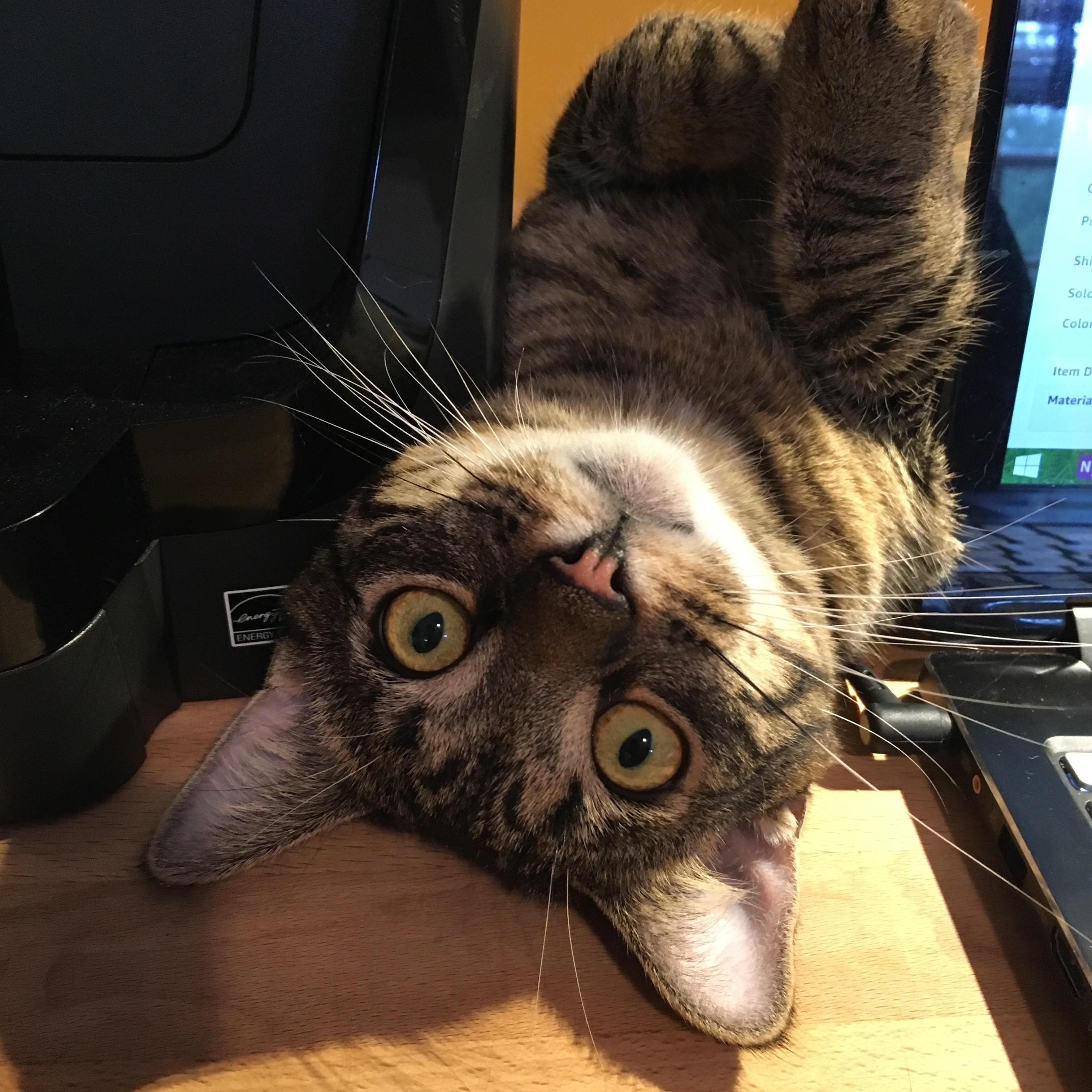 Enlarge Kombu, a Adoptable Domestic Short Hair in Philadelphia, PA image 6/6