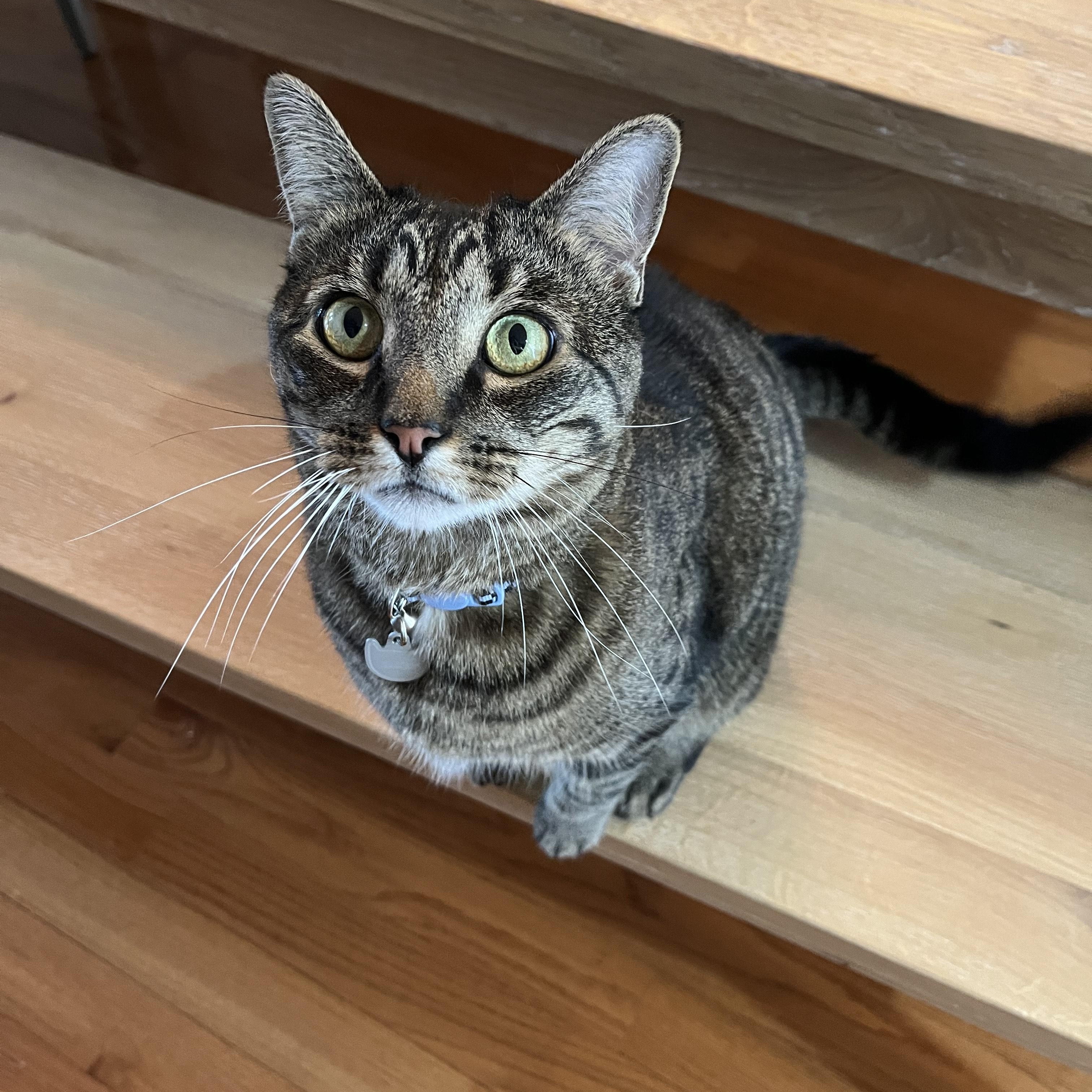 Enlarge Kombu, a Adoptable Domestic Short Hair in Philadelphia, PA image 3/6