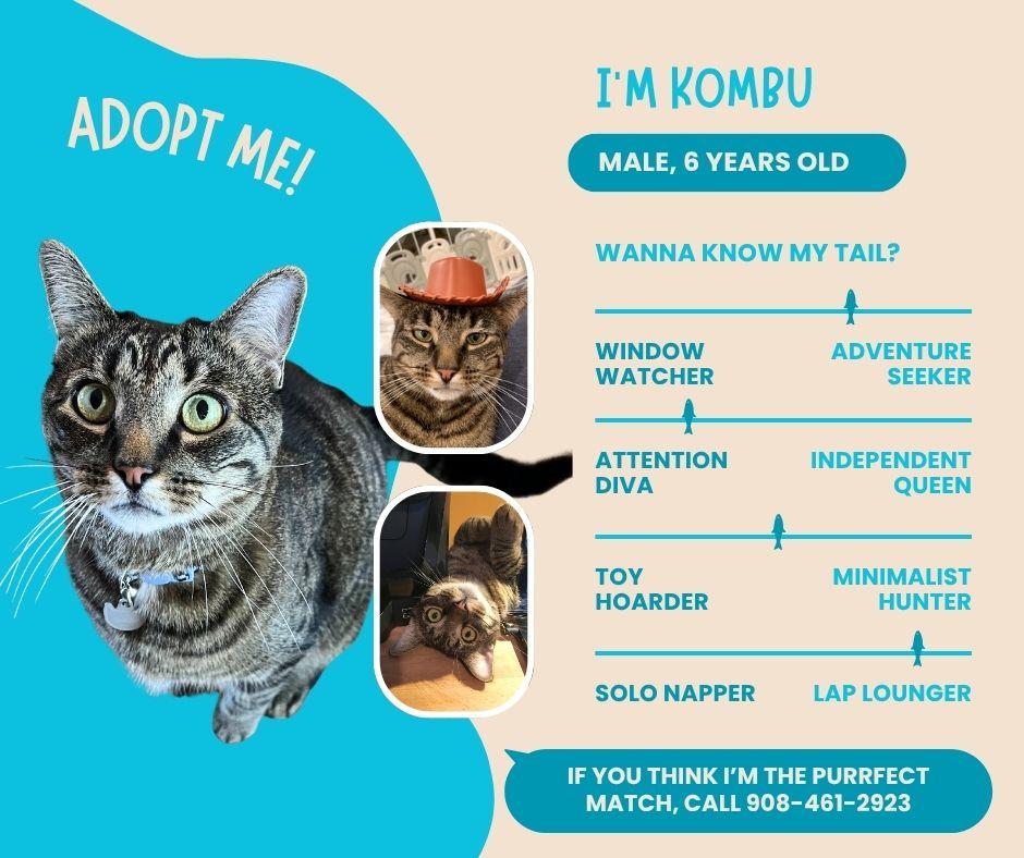 Enlarge Kombu, a Adoptable Domestic Short Hair in Philadelphia, PA image 2/6