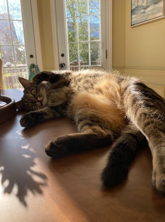 Enlarge Kombu, a Adoptable Domestic Short Hair in Philadelphia, PA image 4/6