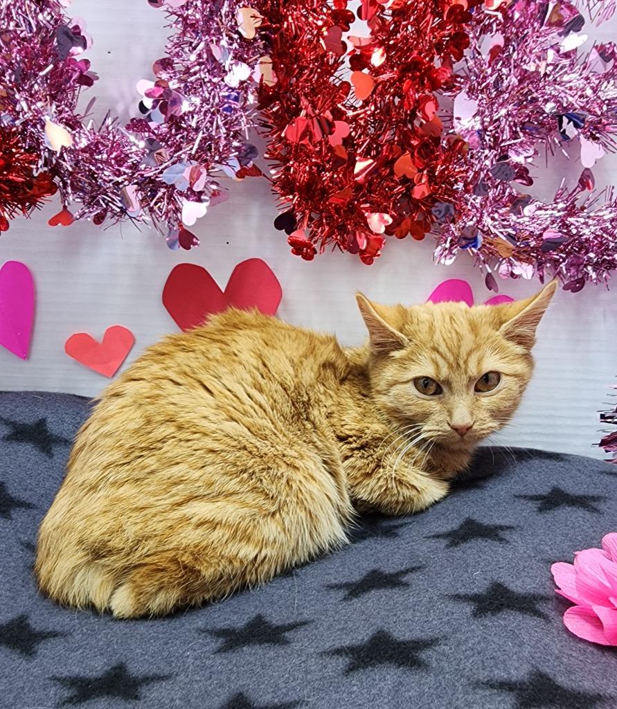 Eve, Adoptable, Young Female Domestic Short Hair.