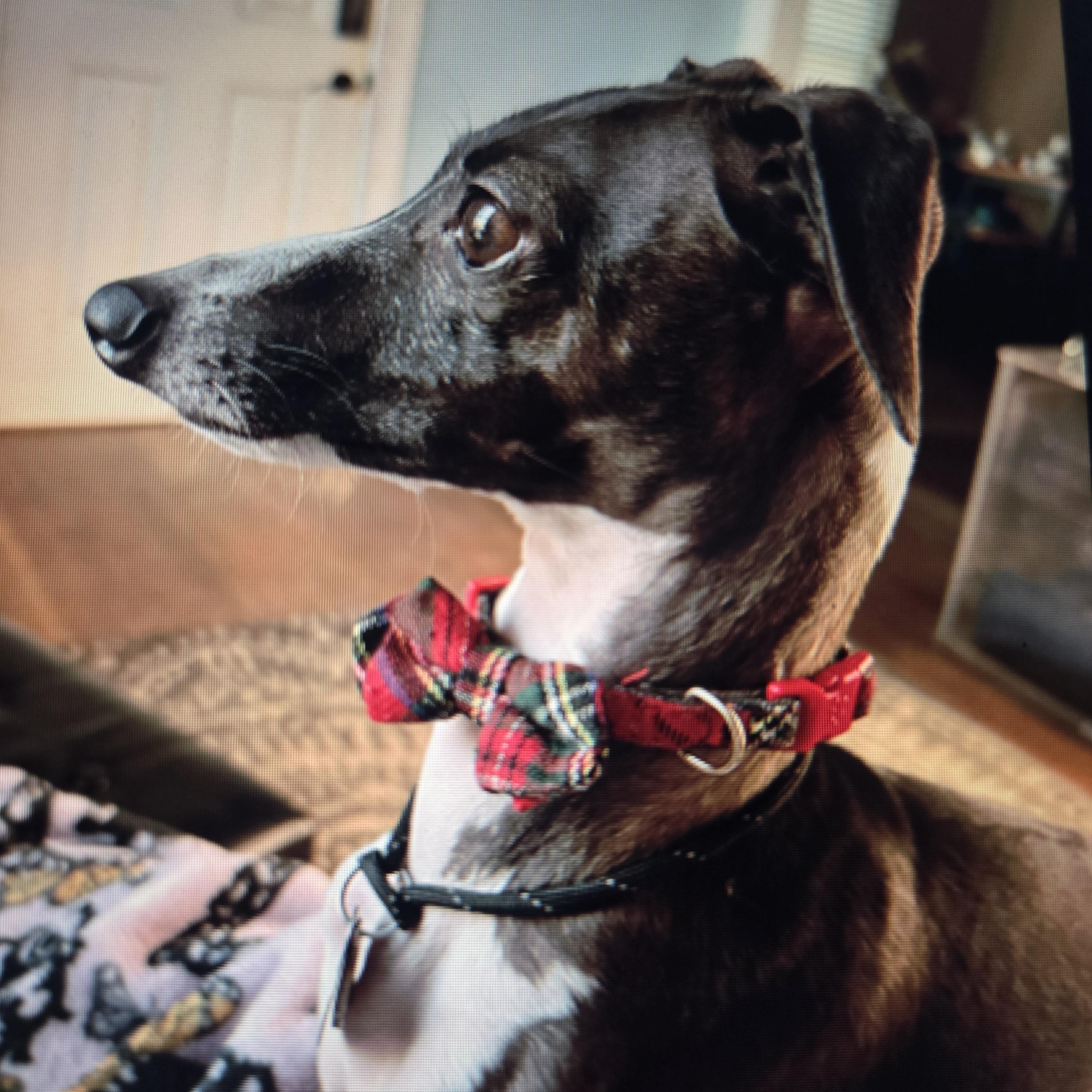 Squid, a Adoptable Italian Greyhound in Lincoln, NE image 3/6