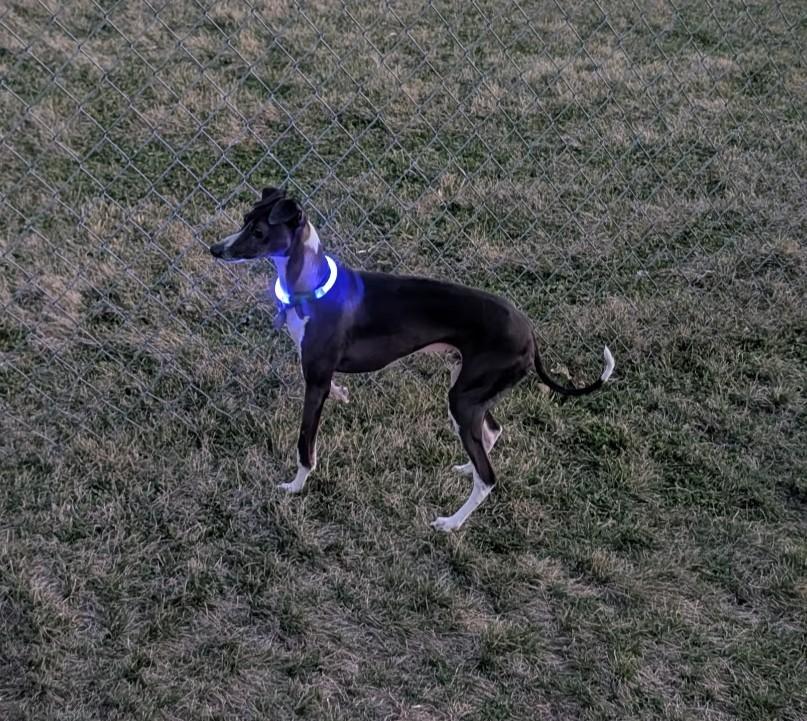 Squid, a Adoptable Italian Greyhound in Lincoln, NE image 5/6
