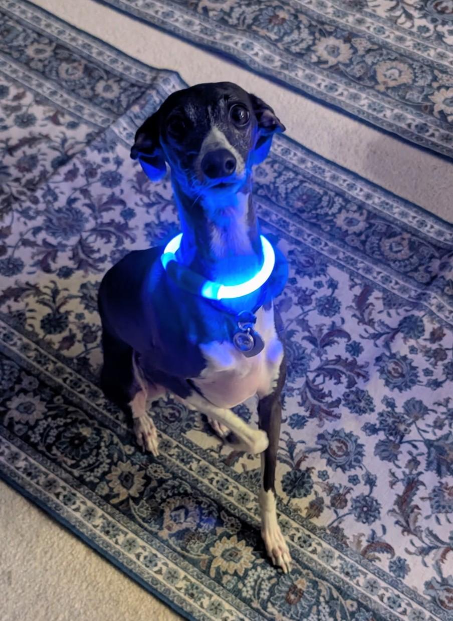 Squid, a Adoptable Italian Greyhound in Lincoln, NE image 6/6