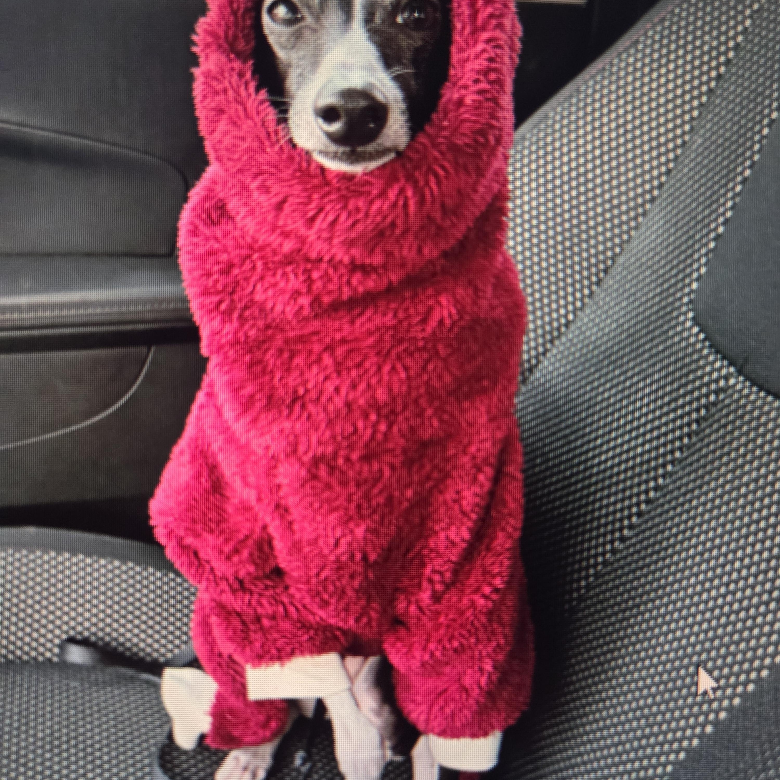Squid, a Adoptable Italian Greyhound in Lincoln, NE image 2/6
