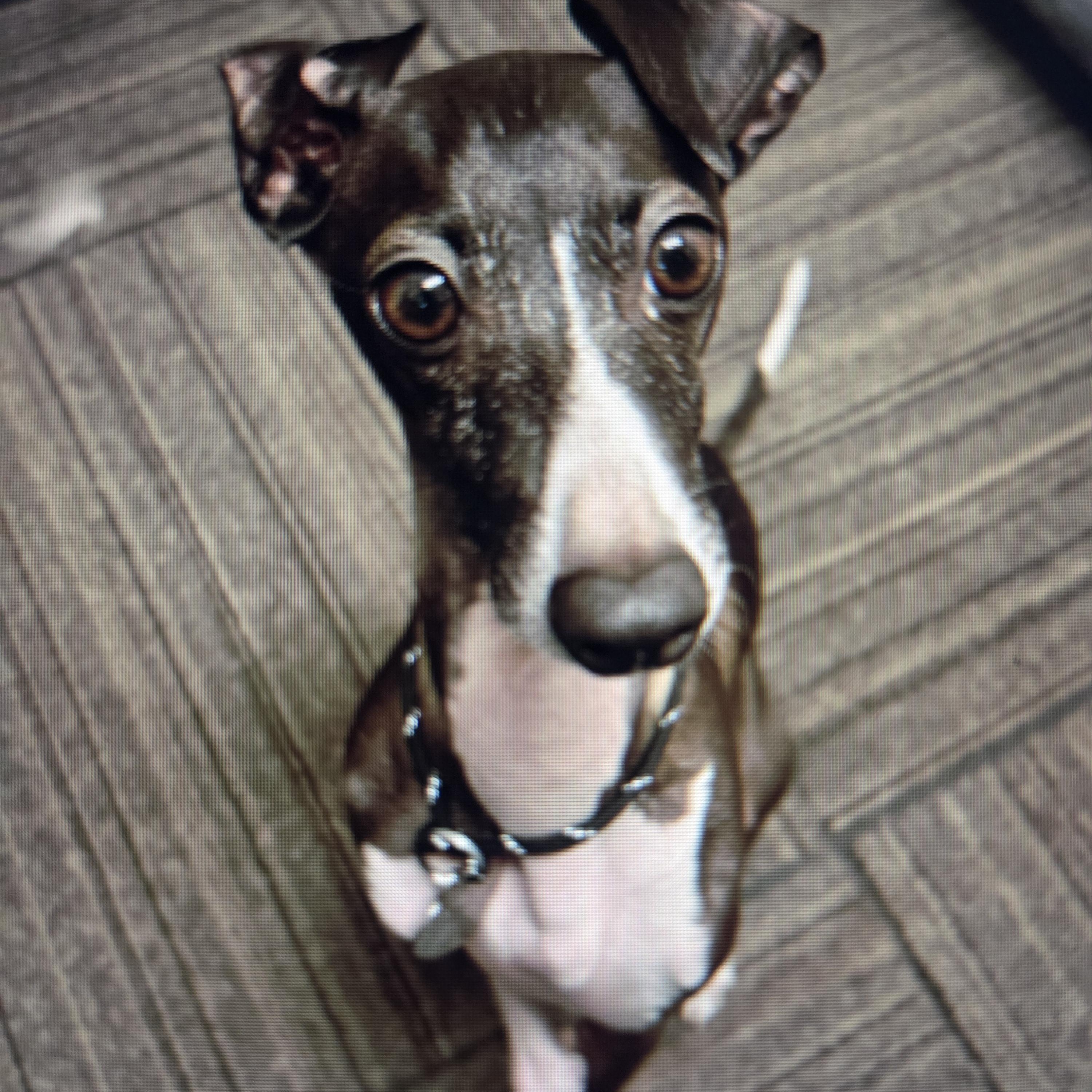 Squid, Adoptable, Young Male Italian Greyhound.