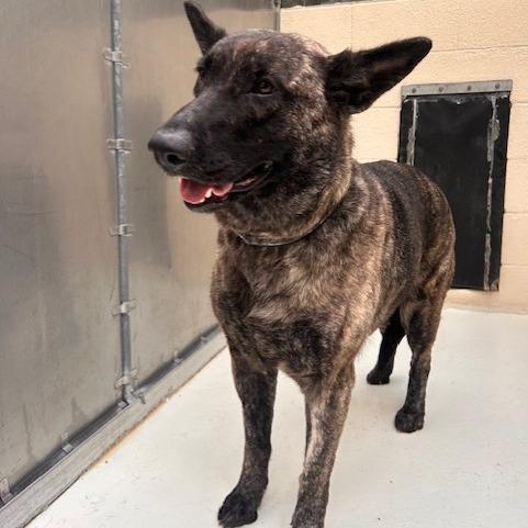 Rose, a Adoptable Mixed Breed in Port Townsend, WA image 2/4