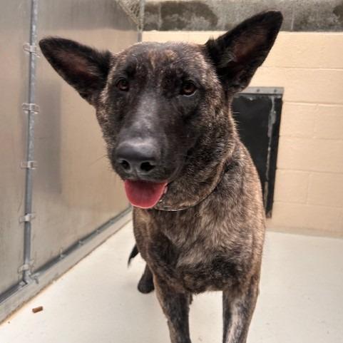 Rose, a Adoptable Mixed Breed in Port Townsend, WA image 3/4