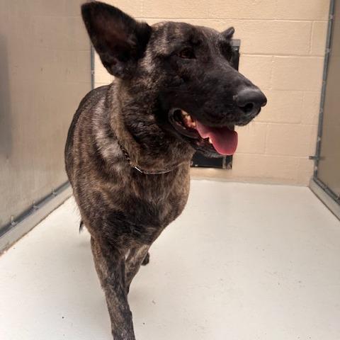 Rose, a Adoptable Mixed Breed in Port Townsend, WA image 4/4