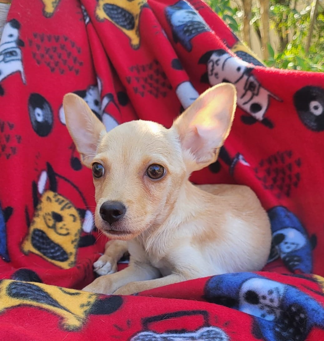 Dog for adoption Theodore, a Chihuahua Mix in Southport, CT Petfinder