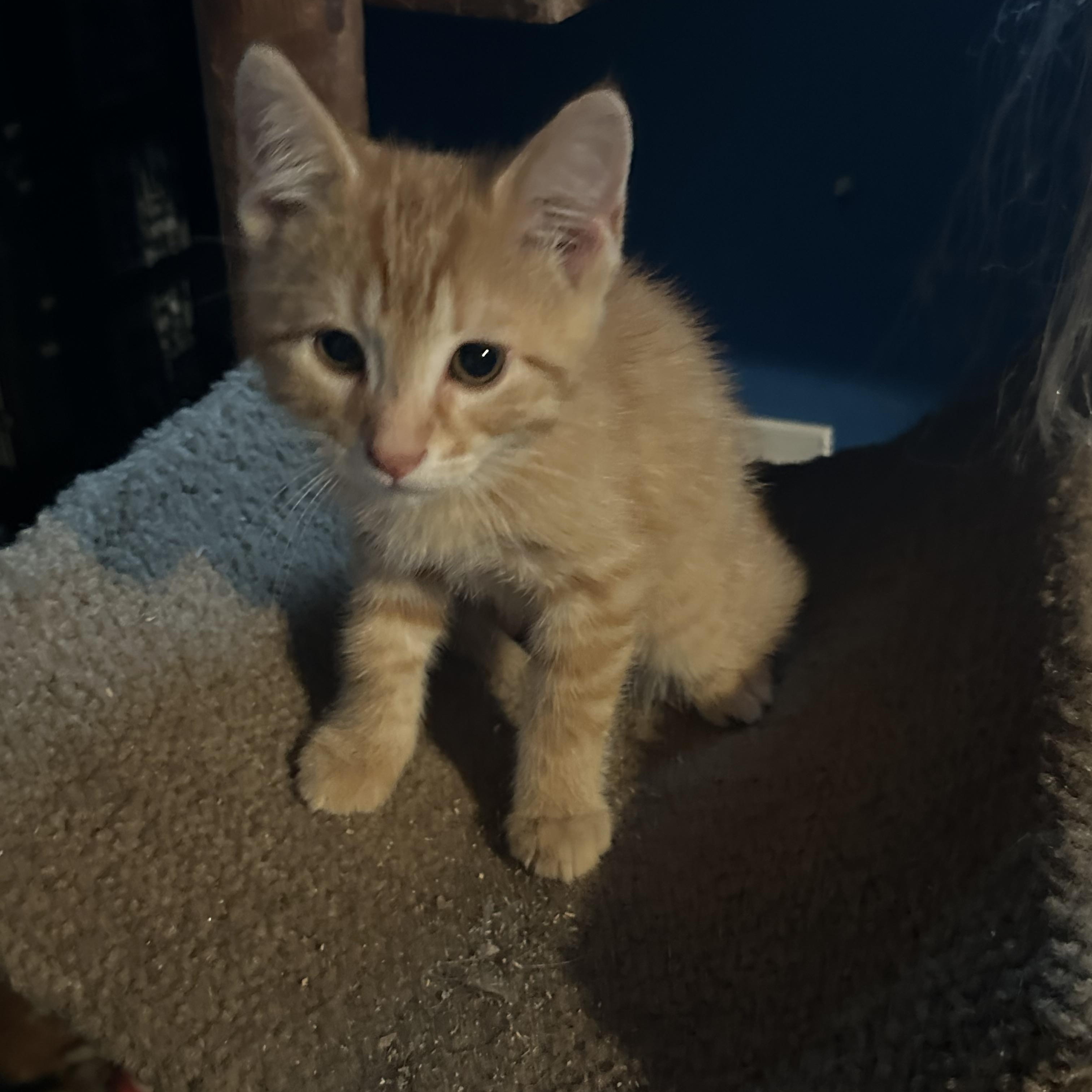 Thomas, adopted, Young Male Tabby.
